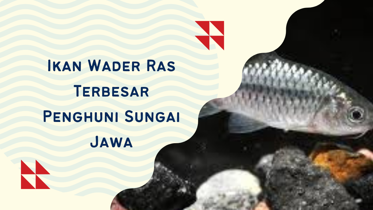 Ikan Wader Ras Terbesar Penghuni Sungai Jawa